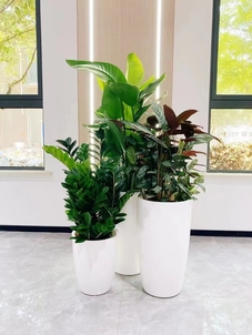 宁波奉化盆景租赁公司，为您打造别样绿色空间